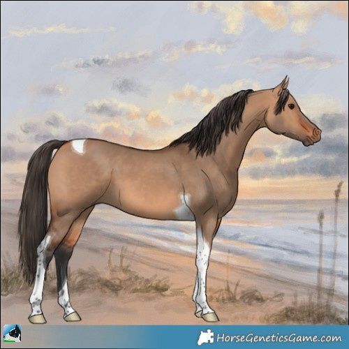 Horse Color:Bay Dun Tobiano 
