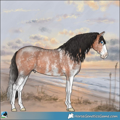Horse Color:White Spotted Bay Splash 