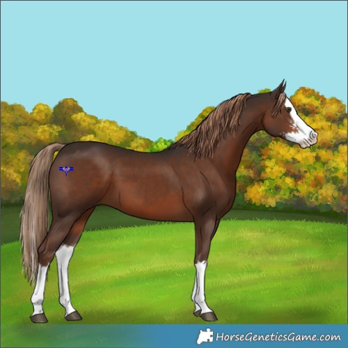 Horse Color:Liver Chestnut Sabino Splash 