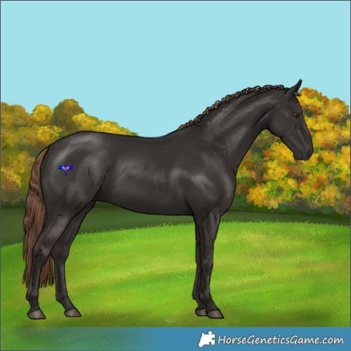 Horse Color:Liver Chestnut Rabicano 