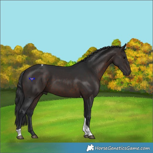 Horse Color:Brown Tobiano 