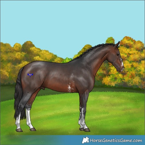 Horse Color:Bay Sabino 