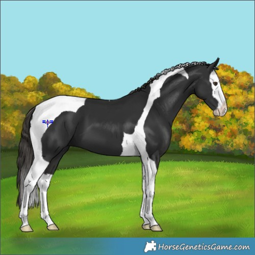 Horse Color:Liver Chestnut Splash Tobiano 