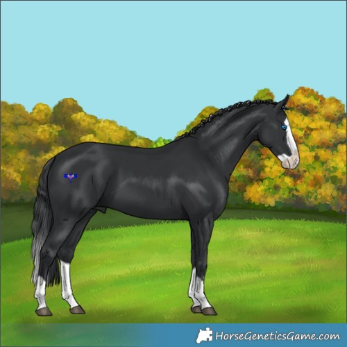 Horse Color:Black Splash 