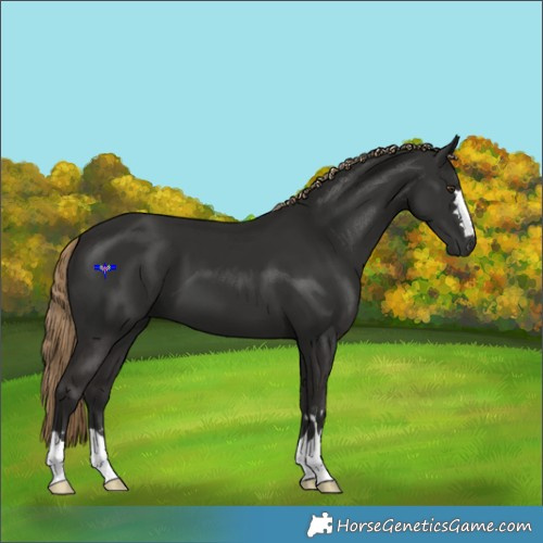 Horse Color:Liver Chestnut 