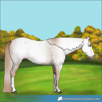 Horse Color:Gray Chestnut Tobiano 