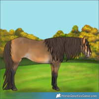 Horse Color:Buckskin 