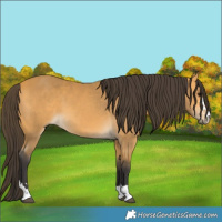 Horse Color:Buckskin 