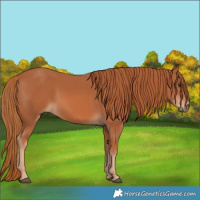 Horse Color:Chestnut 