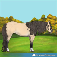 Horse Color:Buckskin 