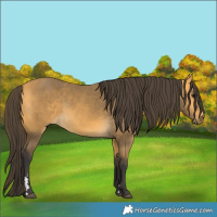 Horse Color:Buckskin