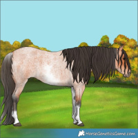 Horse Color:White Spotted Bay Roan 