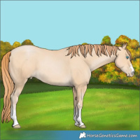 Horse Color:Buckskin Pearl