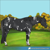 Horse Color:White Spotted Black