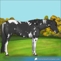 Horse Color:White Spotted Black Tobiano 