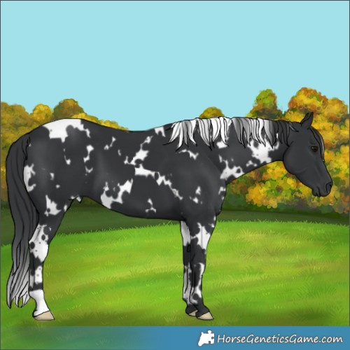 Horse Color:White Spotted Black