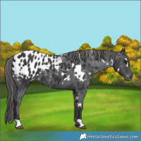 Horse Color:White Spotted Black Blanket