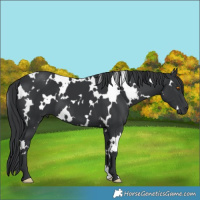 Horse Color:White Spotted Black 