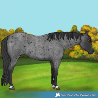 Horse Color:Blue Roan 