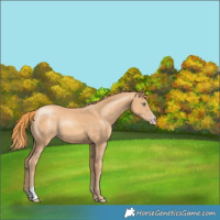 Horse Color:Gold Champagne 