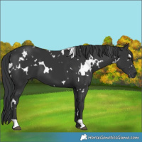 Horse Color:White Spotted Black