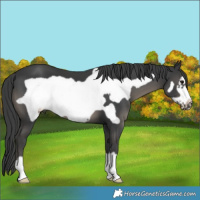 Horse Color:Black Frame 