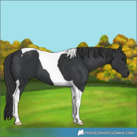 Horse Color:Black Tobiano