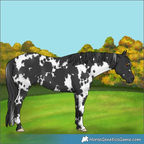 Horse Color:White Spotted Black
