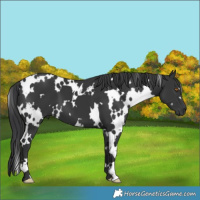 Horse Color:White Spotted Black 