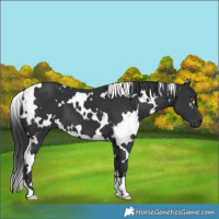 Horse Color:White Spotted Black