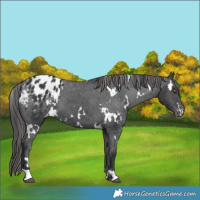 Horse Color:White Spotted Black Blanket