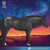 Horse Color:Black 