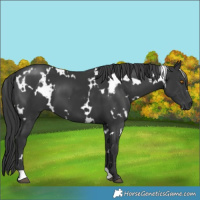 Horse Color:White Spotted Black
