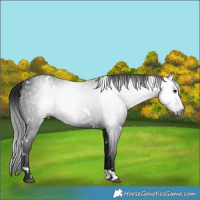 Horse Color:Gray White Spotted Black
