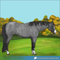 Horse Color:Blue Roan