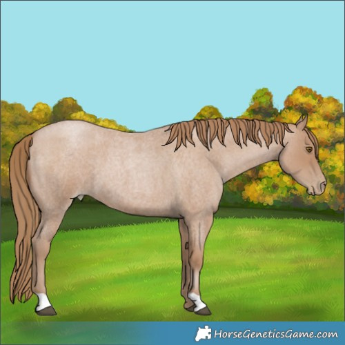 Horse Color:Blue Roan Pearl 