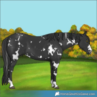 Horse Color:White Spotted Black 