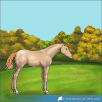 Horse Color:Gold Champagne 