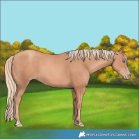 Horse Color:Gold Champagne 