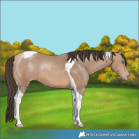 Horse Color:Amber Champagne Tobiano 