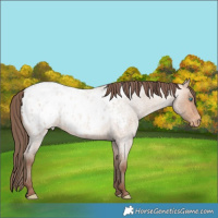 Horse Color:Amber Champagne Roan Blanket
