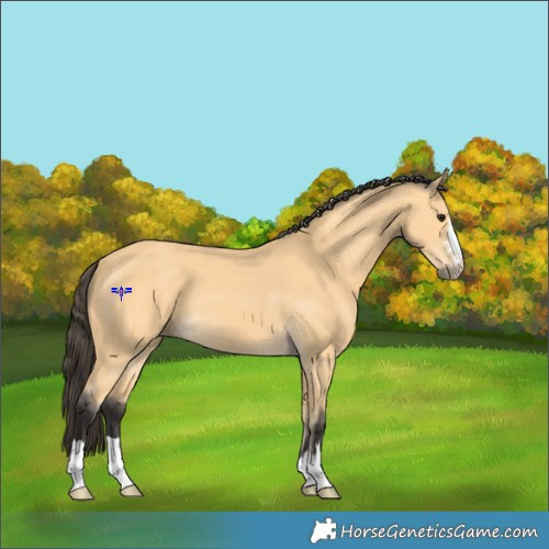 Horse Color:Buckskin 