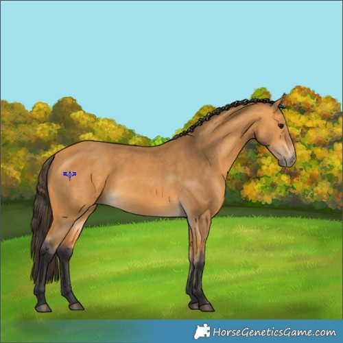 Horse Color:Buckskin
