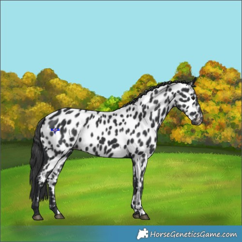 Horse Color:Black Appaloosa 