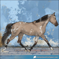 Horse Color:White Spotted Liver Red Dun 