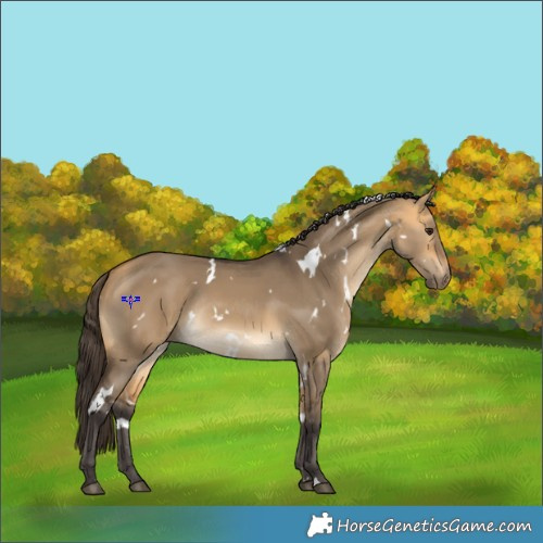 Horse Color:White Spotted Buckskin Dun Rabicano 