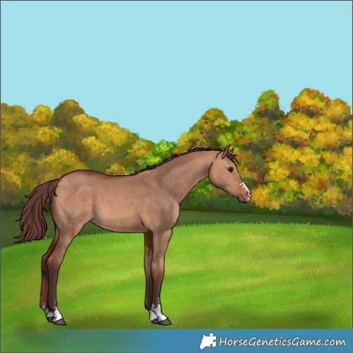 Horse Color:Chocolate Bay Dun 