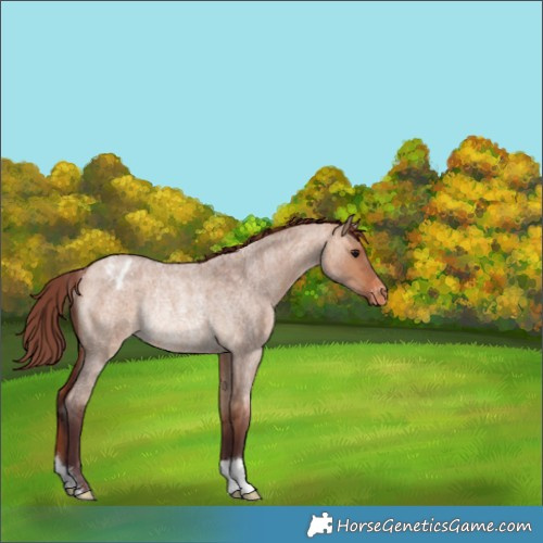 Horse Color:Chocolate Bay Roan Dun Blanket Rabicano 