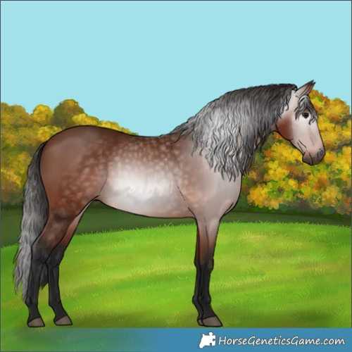 Horse Color:Gray Bay 