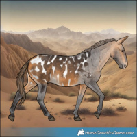 Horse Color:Buckskin Near Leopard 